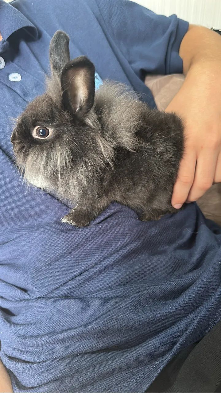 Mini Coelho  - Foto 2