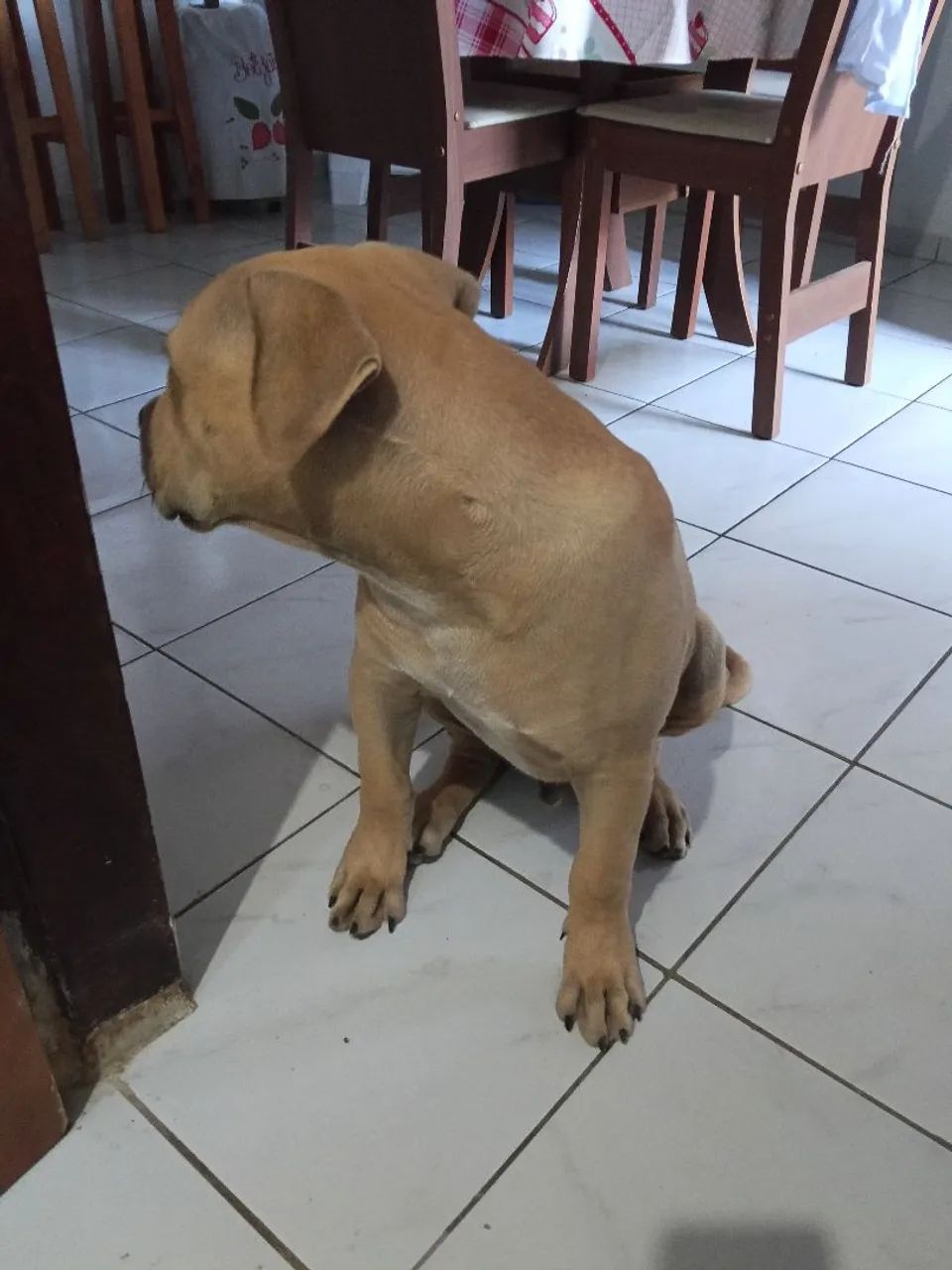 Cachorro  - Foto 2