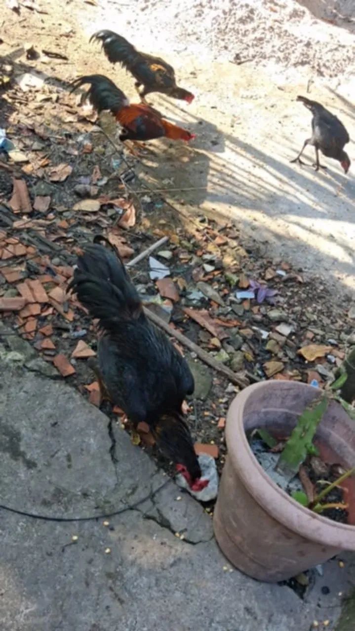 Vendo galos 