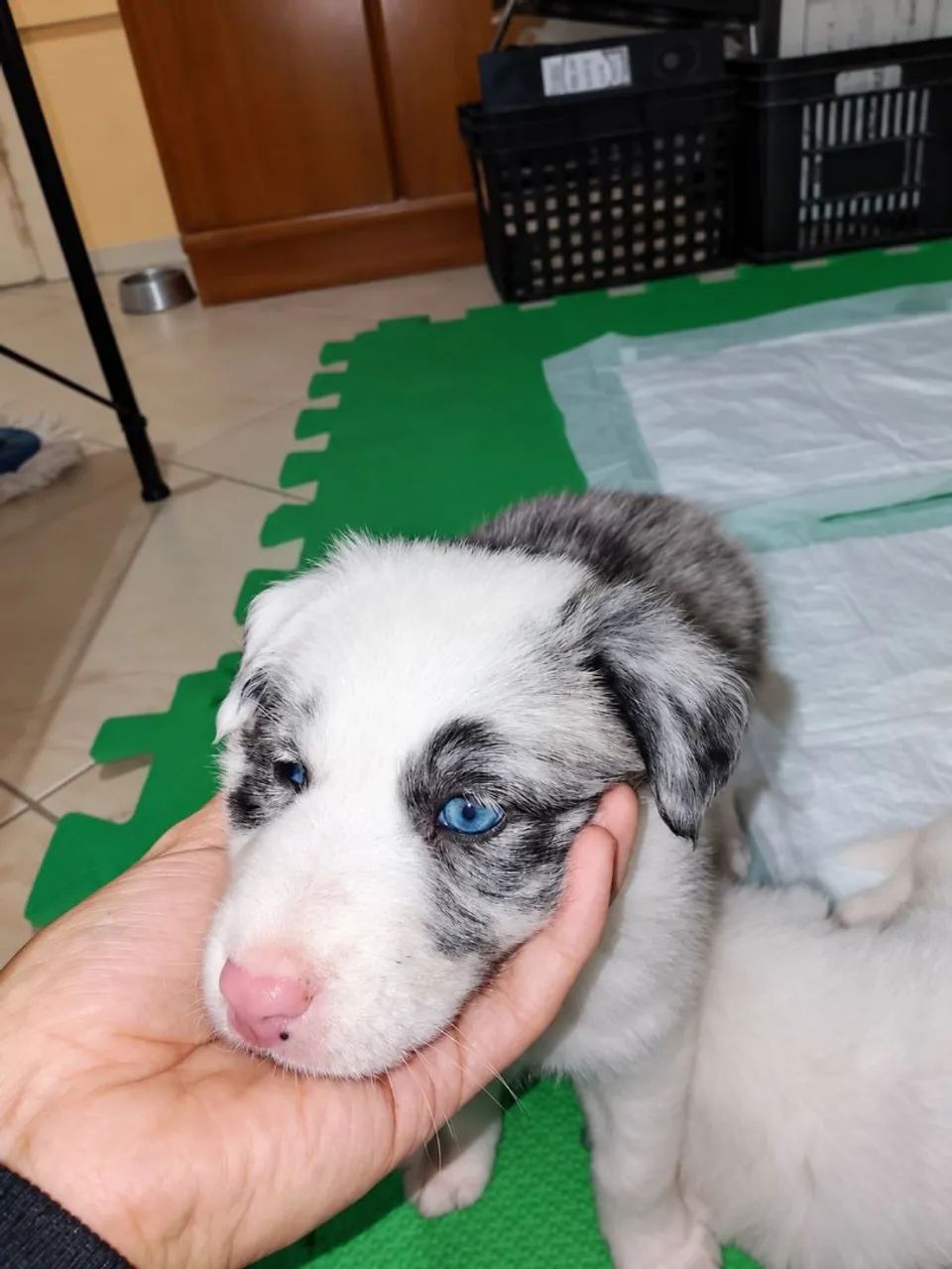 Border collie BLUE merly - Foto 2