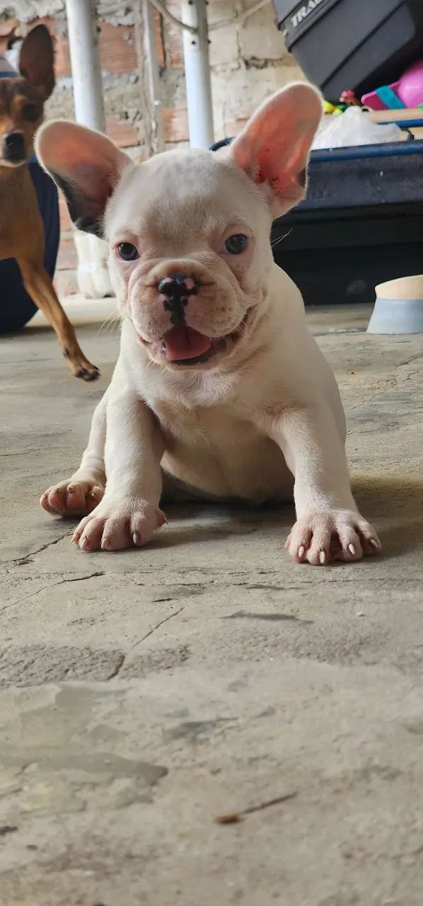 Buldogue francês  - Foto 2