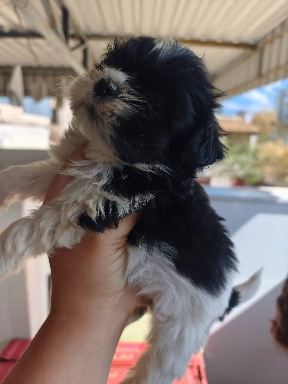Lindos filhotes de Shihtzu  - Foto 5