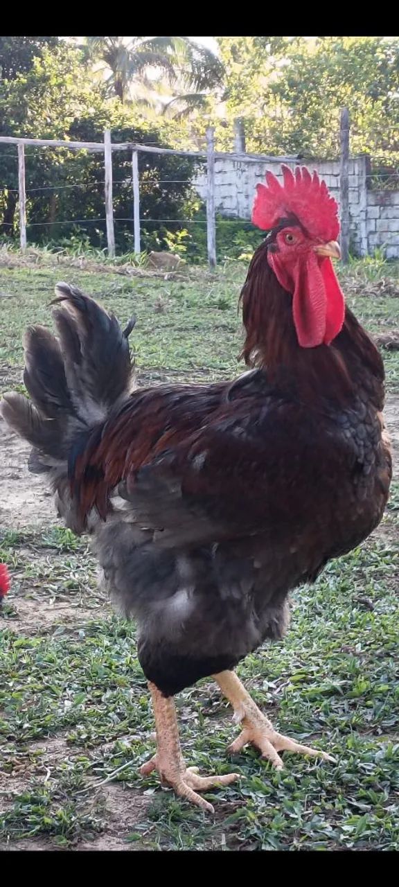 Frango GSB com ótima genética  - Foto 4
