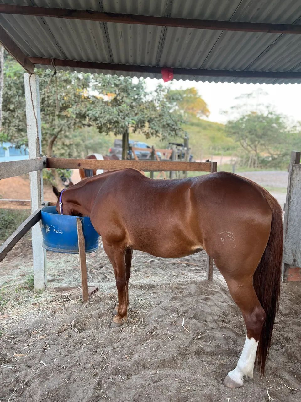 ÉGUA QUARTO DE MILHA - Foto 4