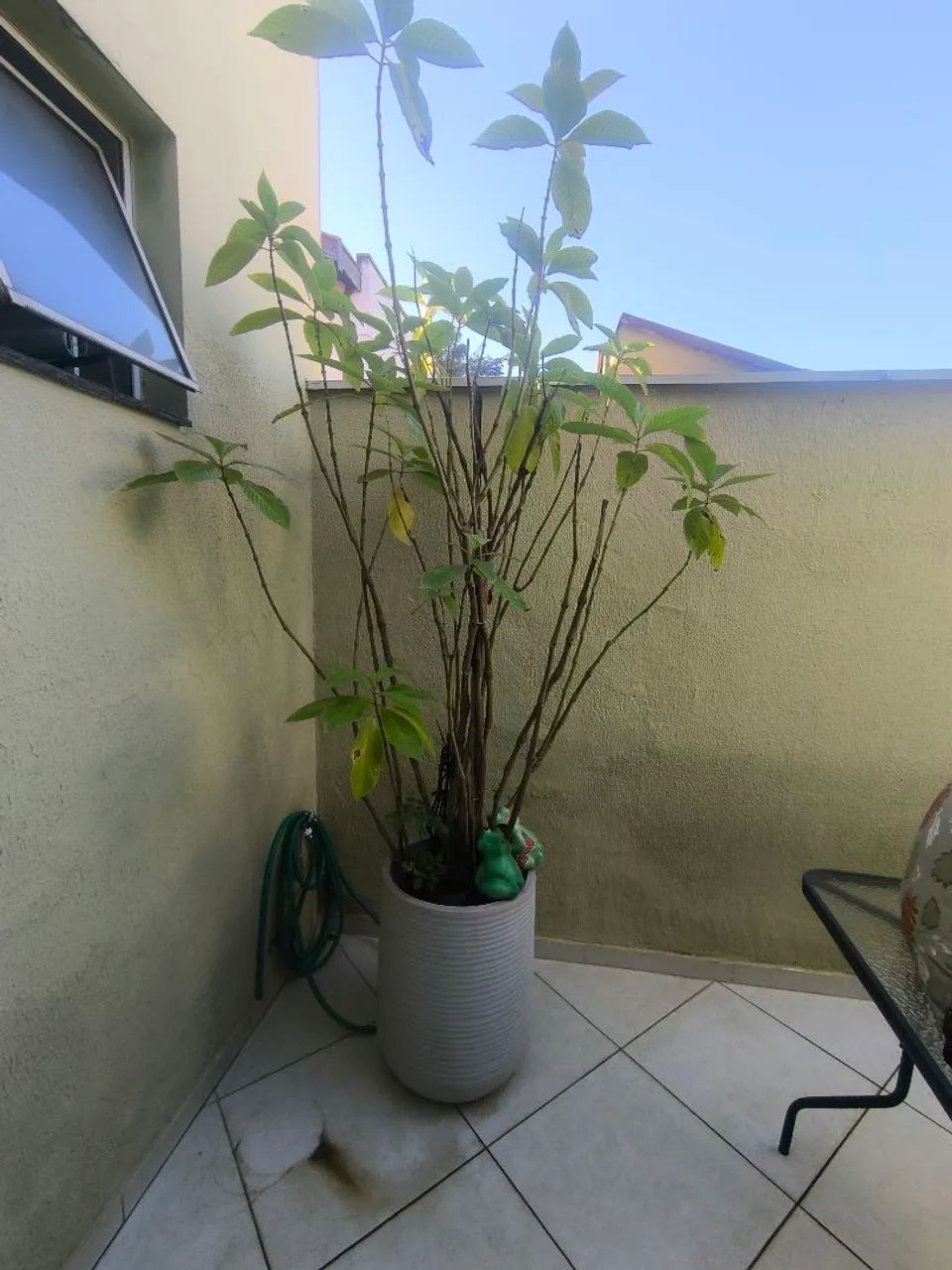 Planta de quintal  - Foto 5