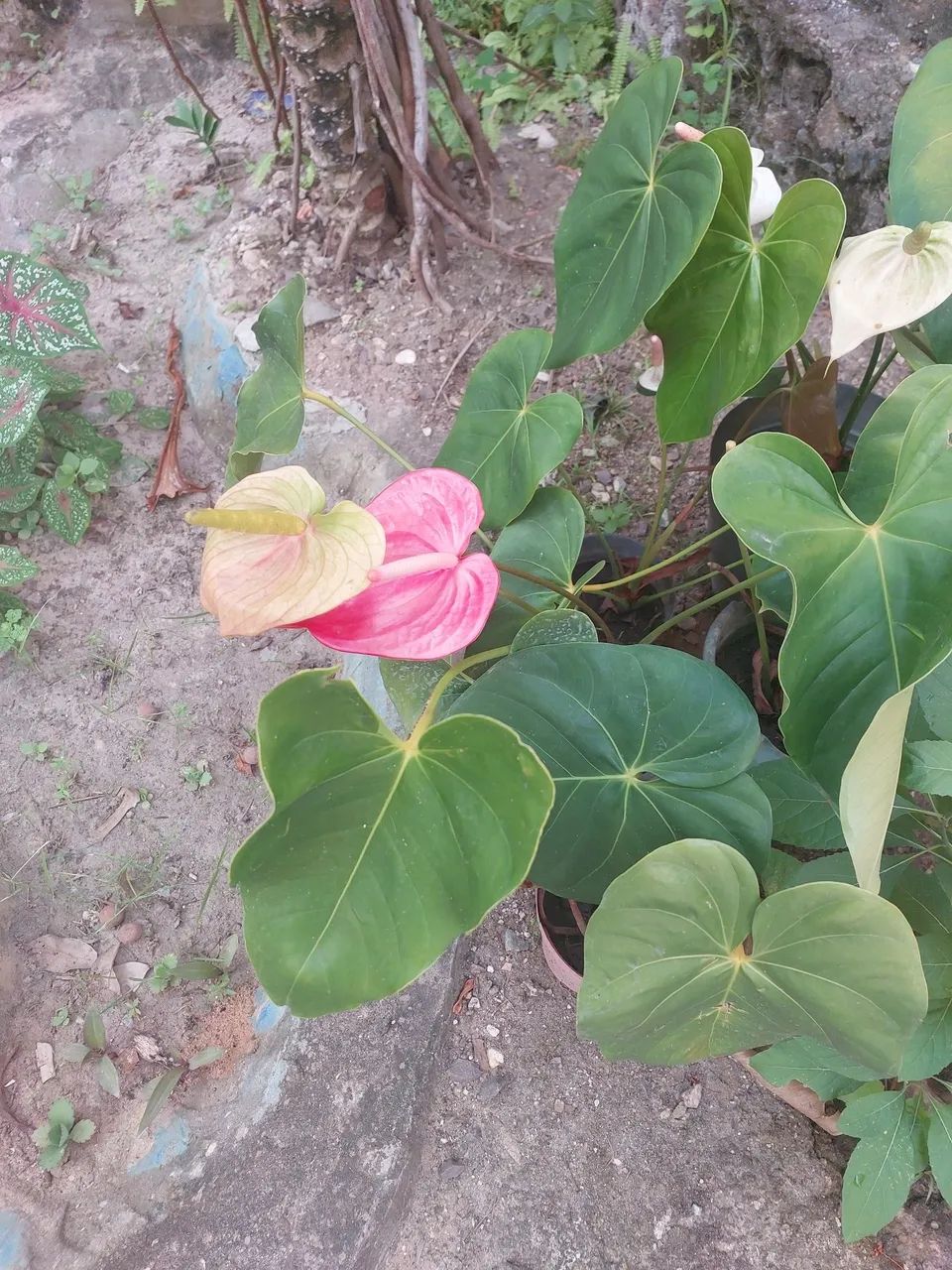 Planta anturium