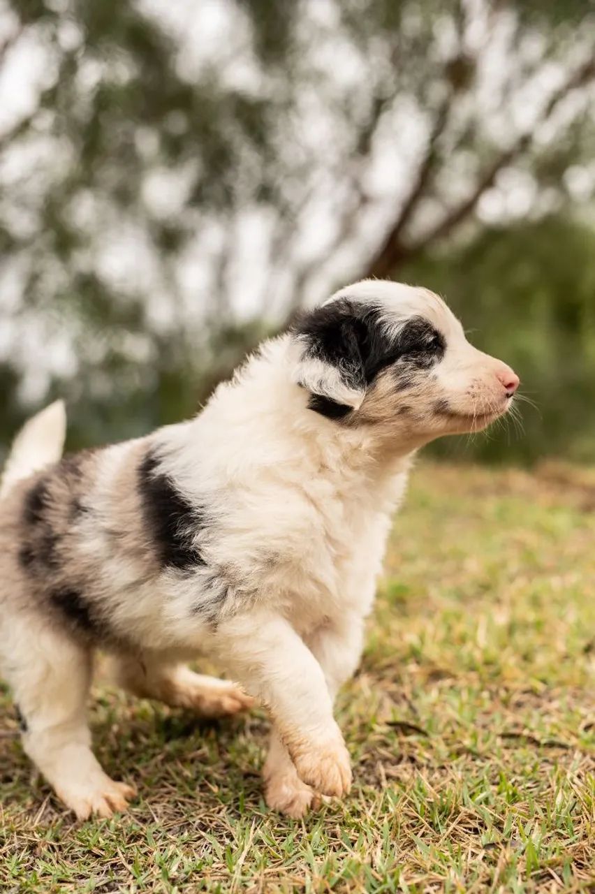 Border collie MACHO - Foto 3