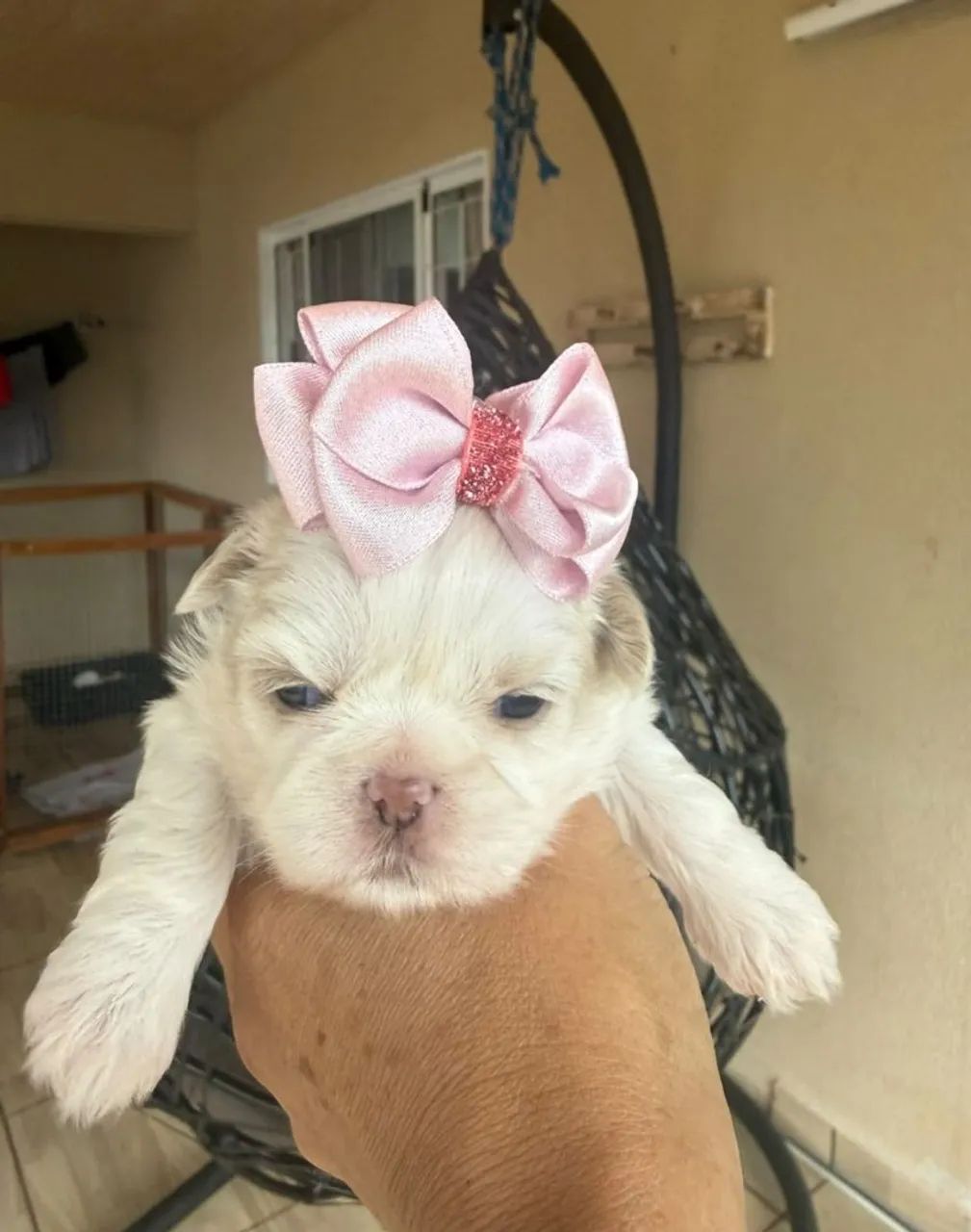 SHITZU PRINCESA PARA RESERVA 