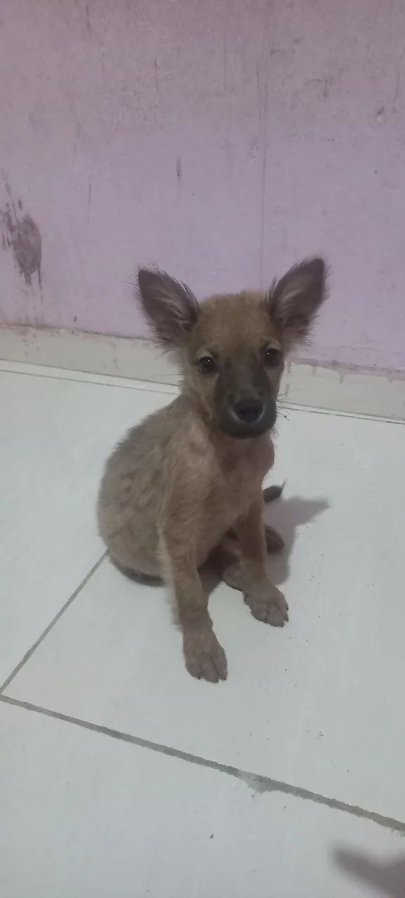 Doa cachorro de chow chow com pitibull