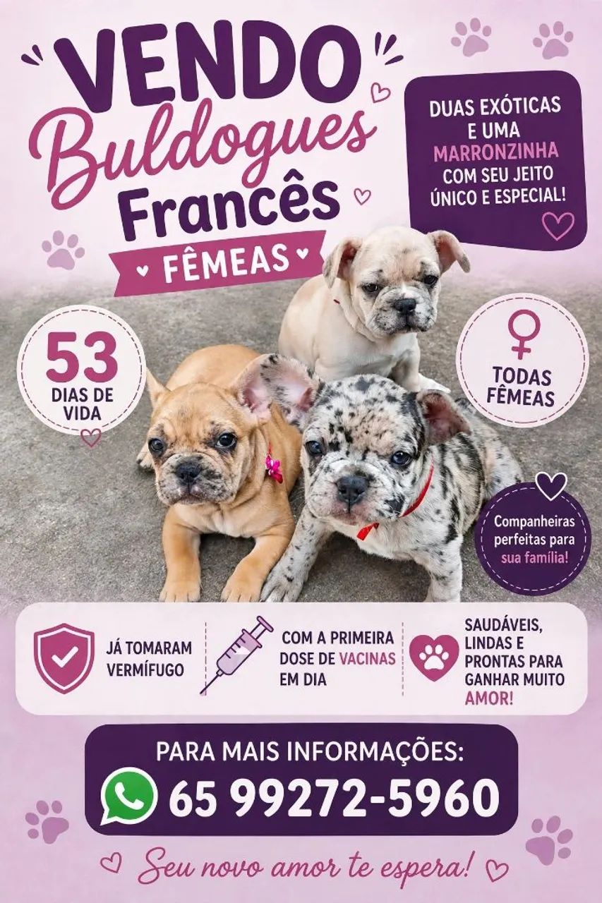 Cachorro buldog frances 