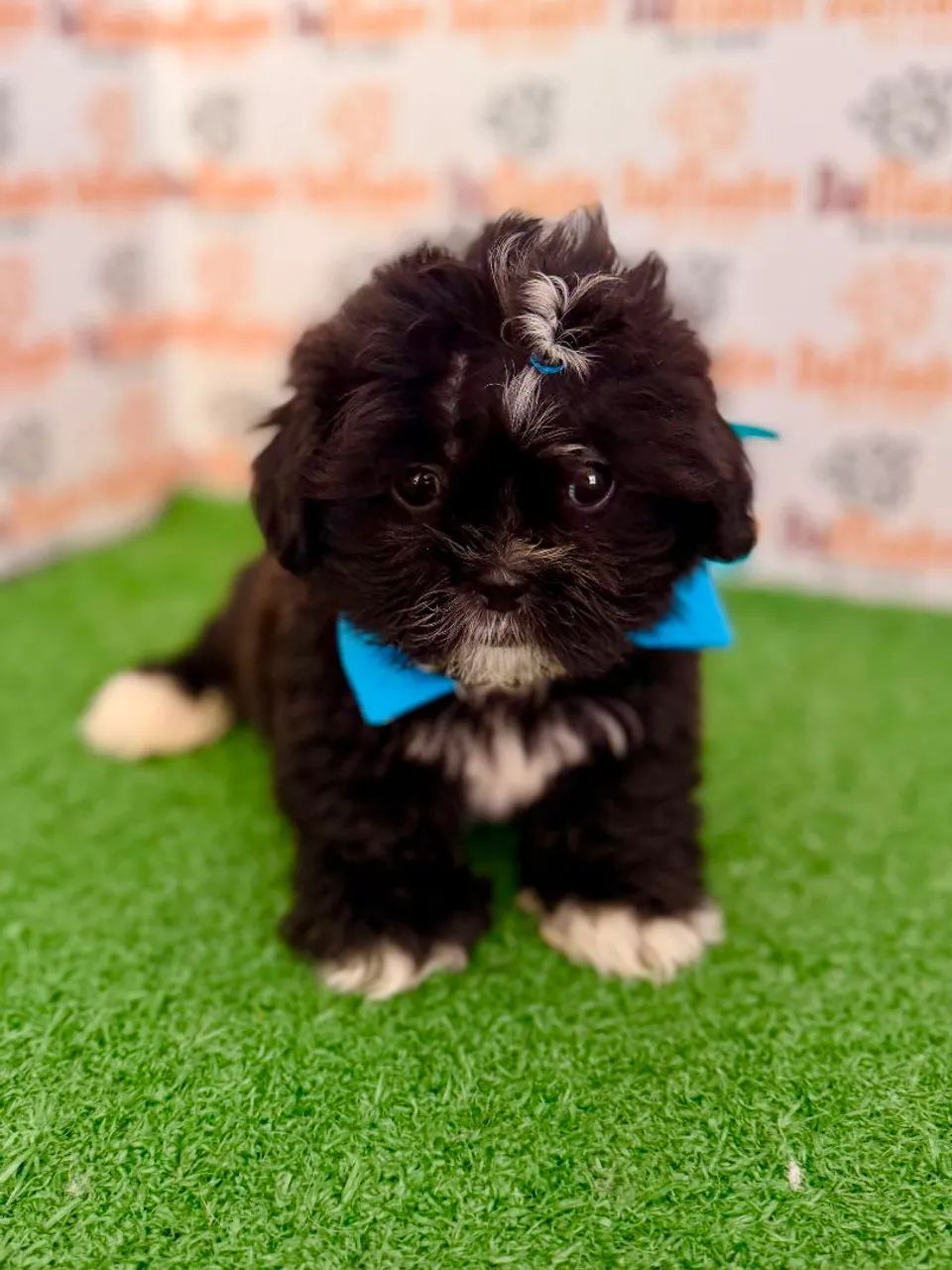 Shih-tzu Macho  - Foto 2
