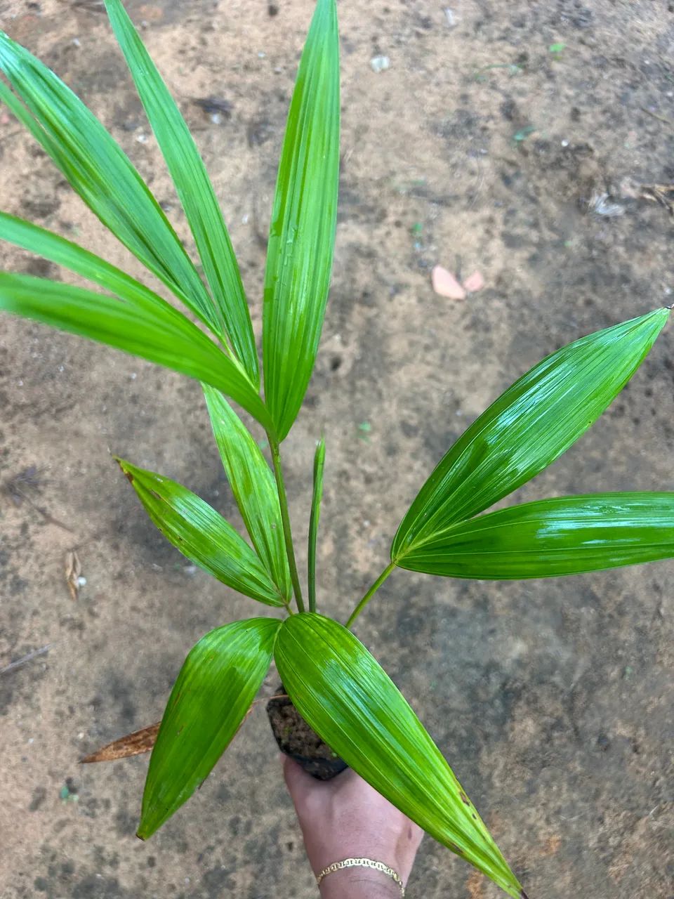 Mudas frutíferas 