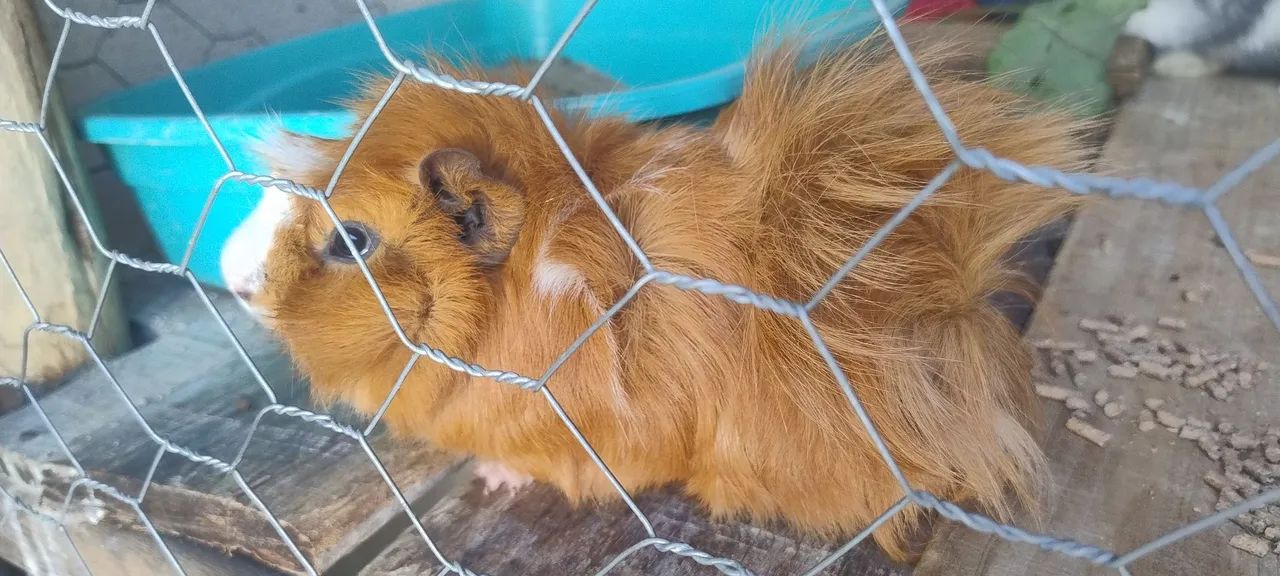 Porquinho da índia Abissínio - Foto 4