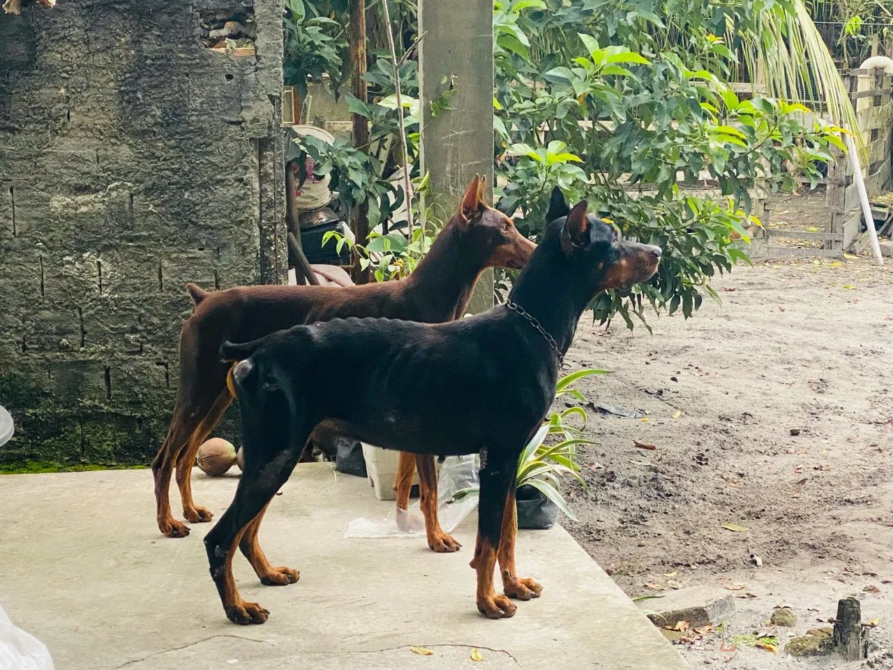 Filhotes de Doberman  - Foto 5
