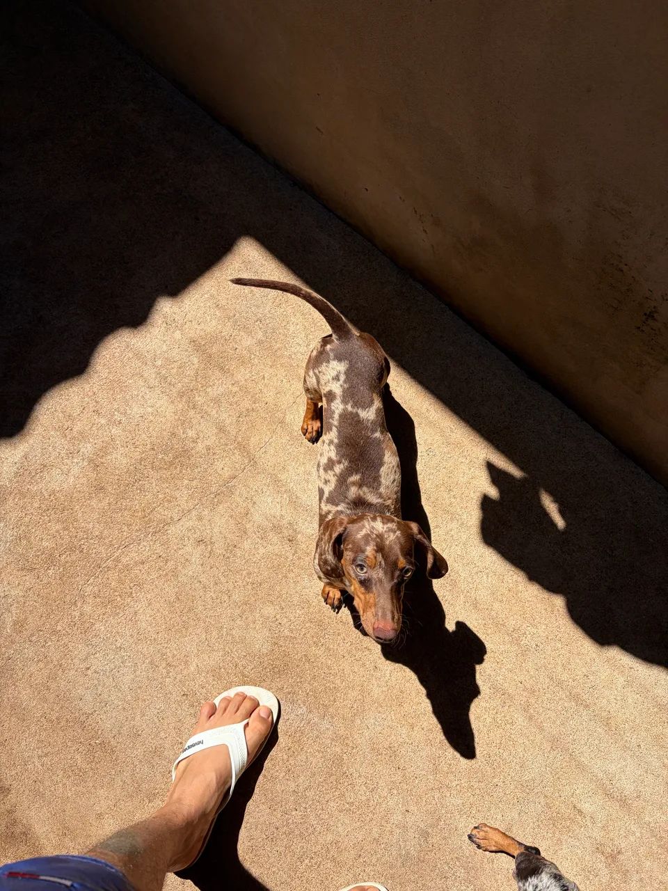 Cachorro  - Foto 3