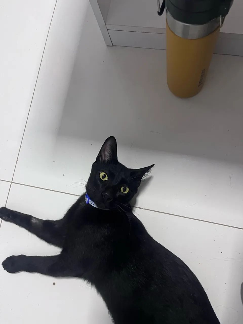 Animais  - Foto 4