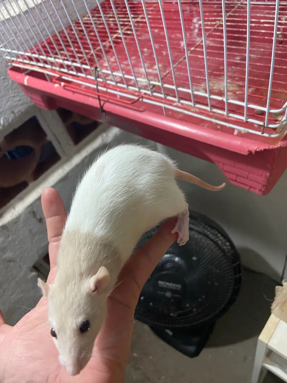 Ratos Mercol  - Foto 3