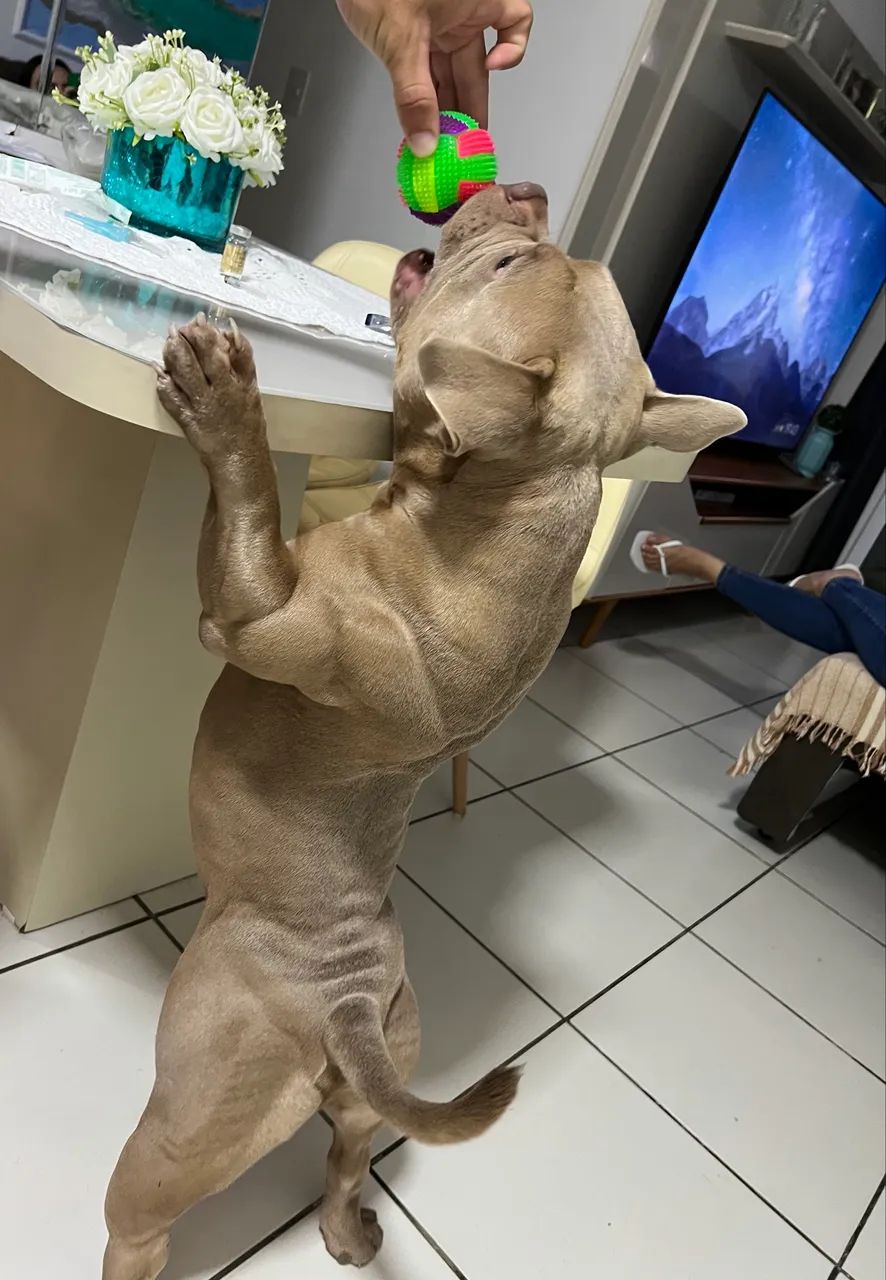 FILHOTE AMERICAN BULLY - Foto 2