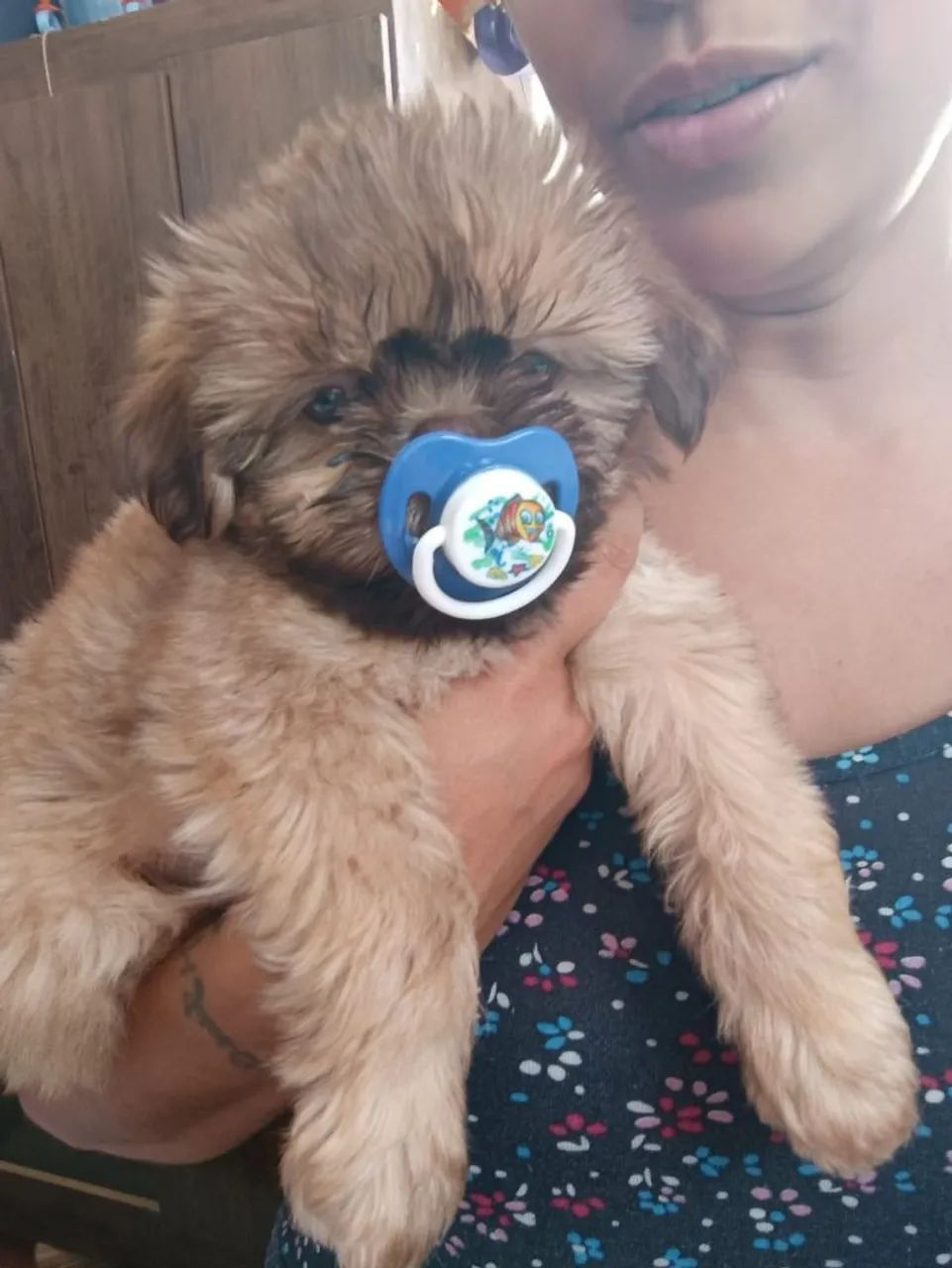 Shihtzu  - Foto 3