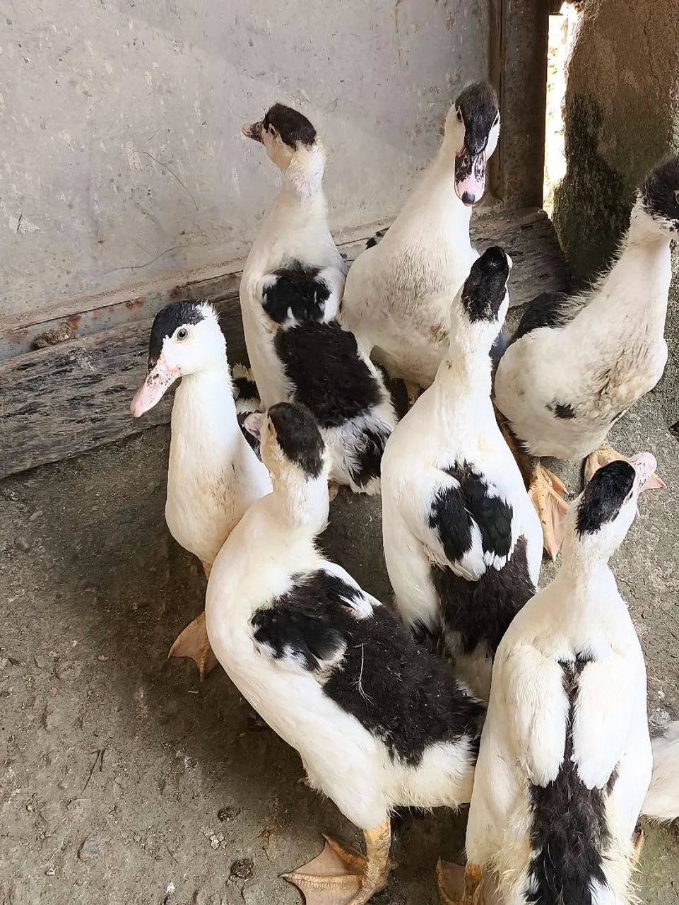 Patos - Foto 2