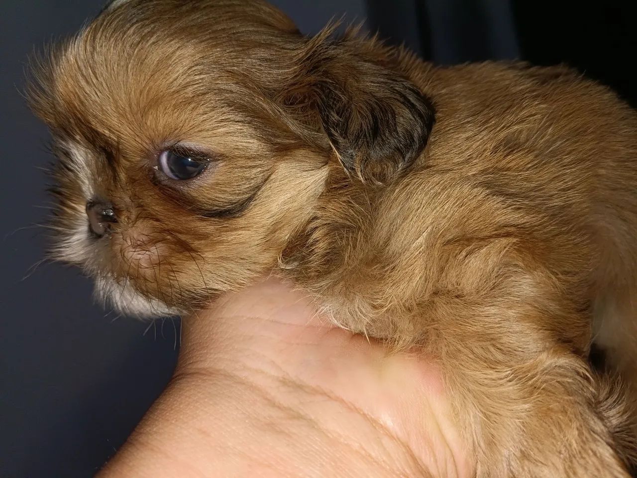 Fêmea shih tzu  - Foto 3