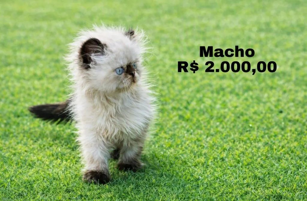 Gatos Persa - Foto 3