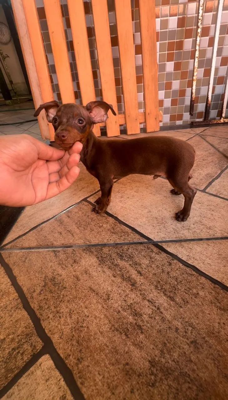Pinscher  - Foto 2