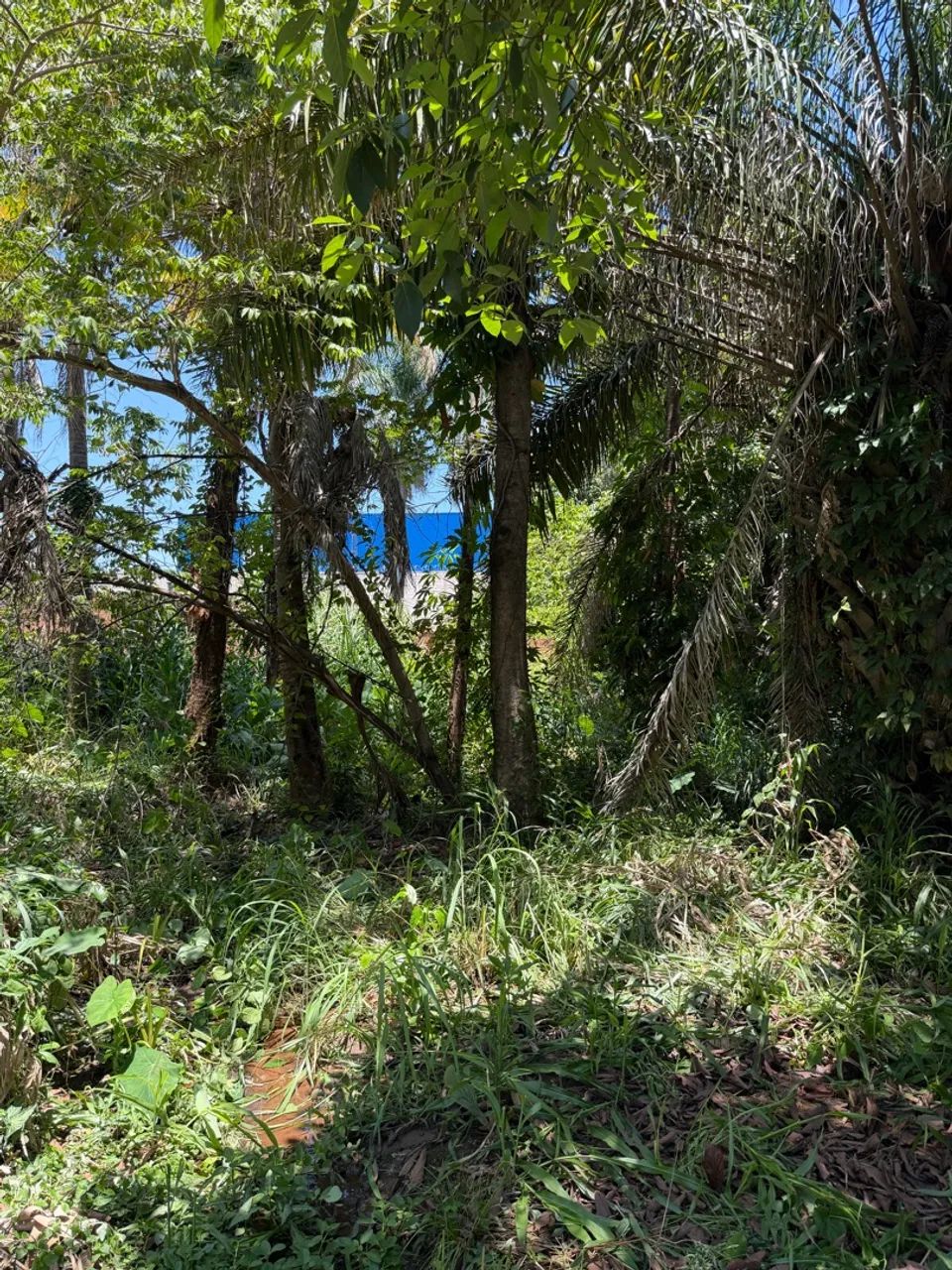 Área Comercial (1.5km de Campinas) - Foto 3