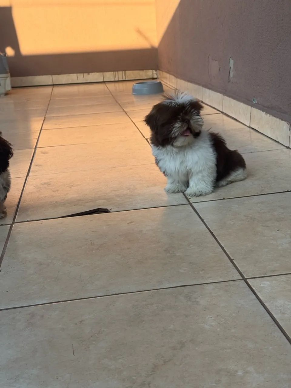 Shih Tzu macho chocolate com branco  - Foto 2