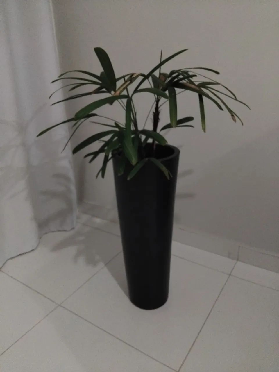 Vaso com planta