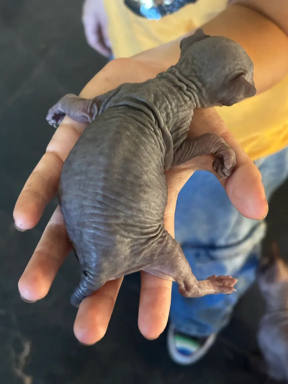 Gato Sphynx  - Foto 2