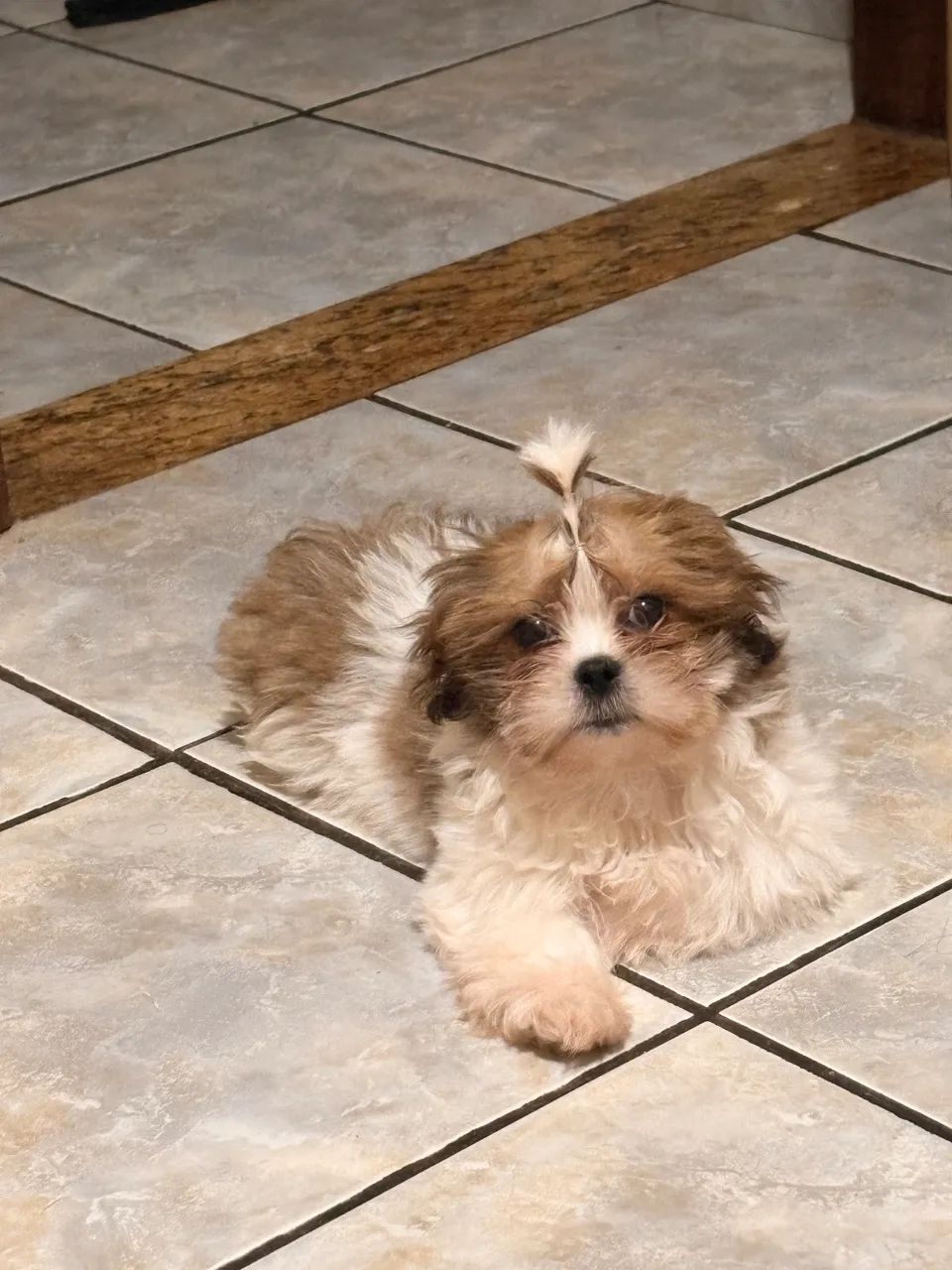Cachorrinho  - Foto 5