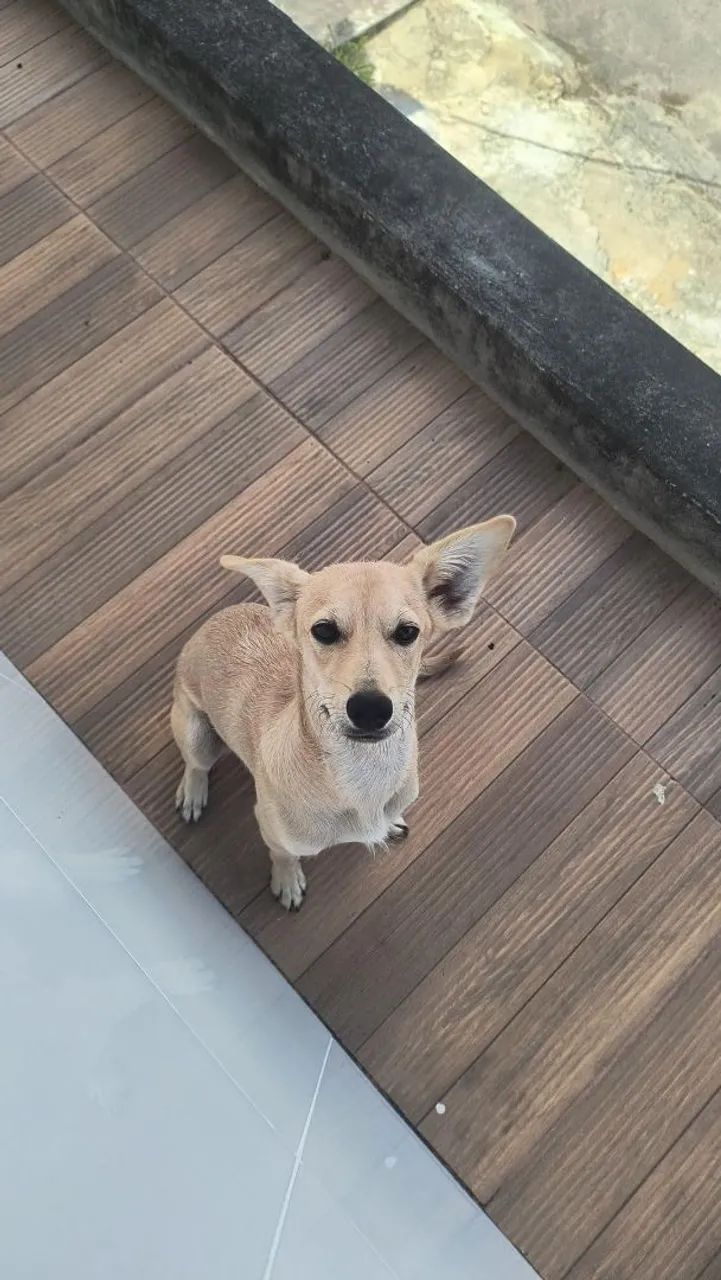 Animais  - Foto 4