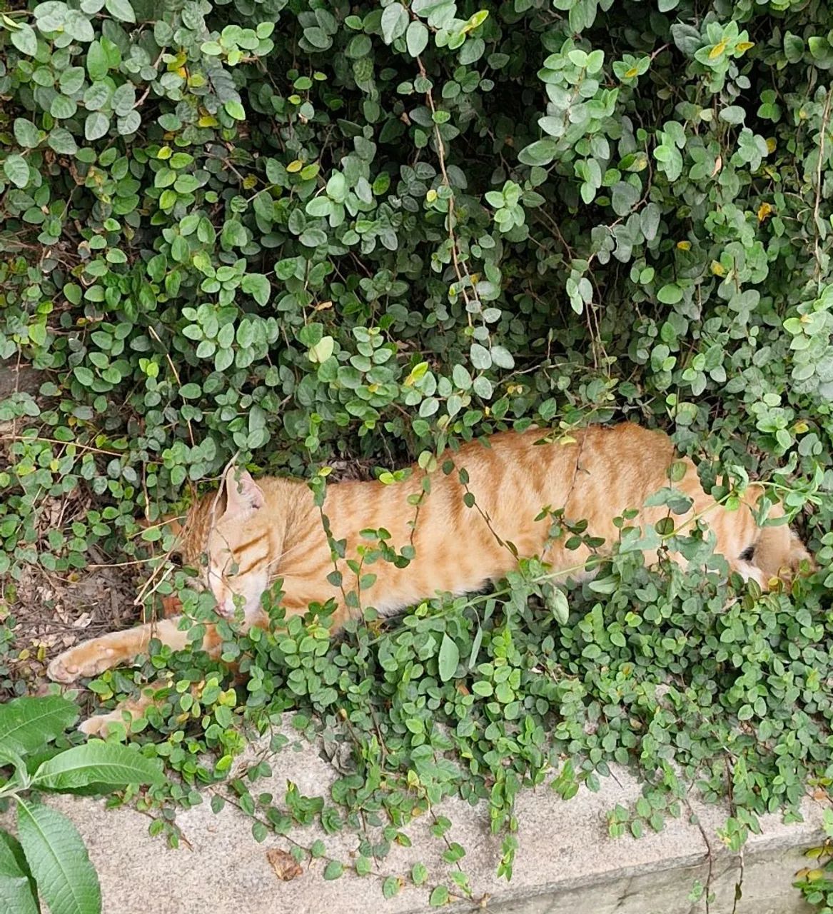 Gatinho laranja - Foto 4