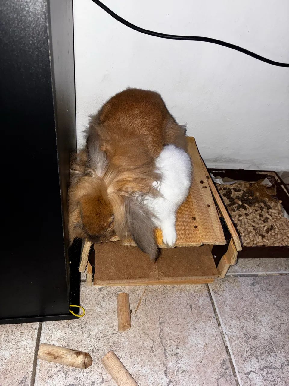 Coelho  - Foto 3