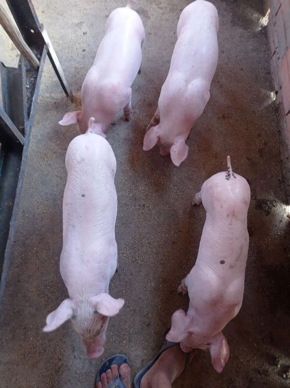 Lote de Leitão pra venda  - Foto 2