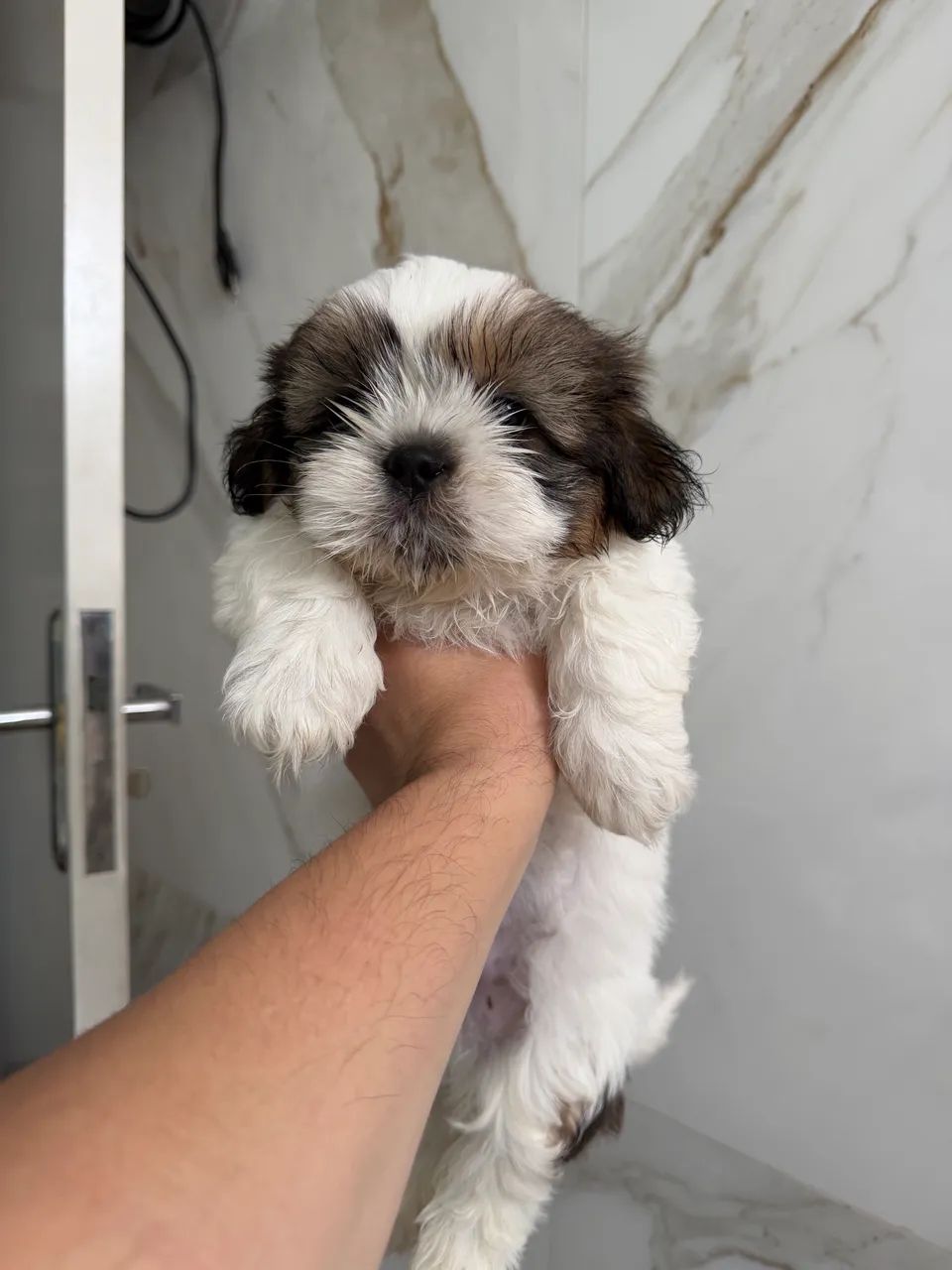 Cachorro Shitzu - Foto 4