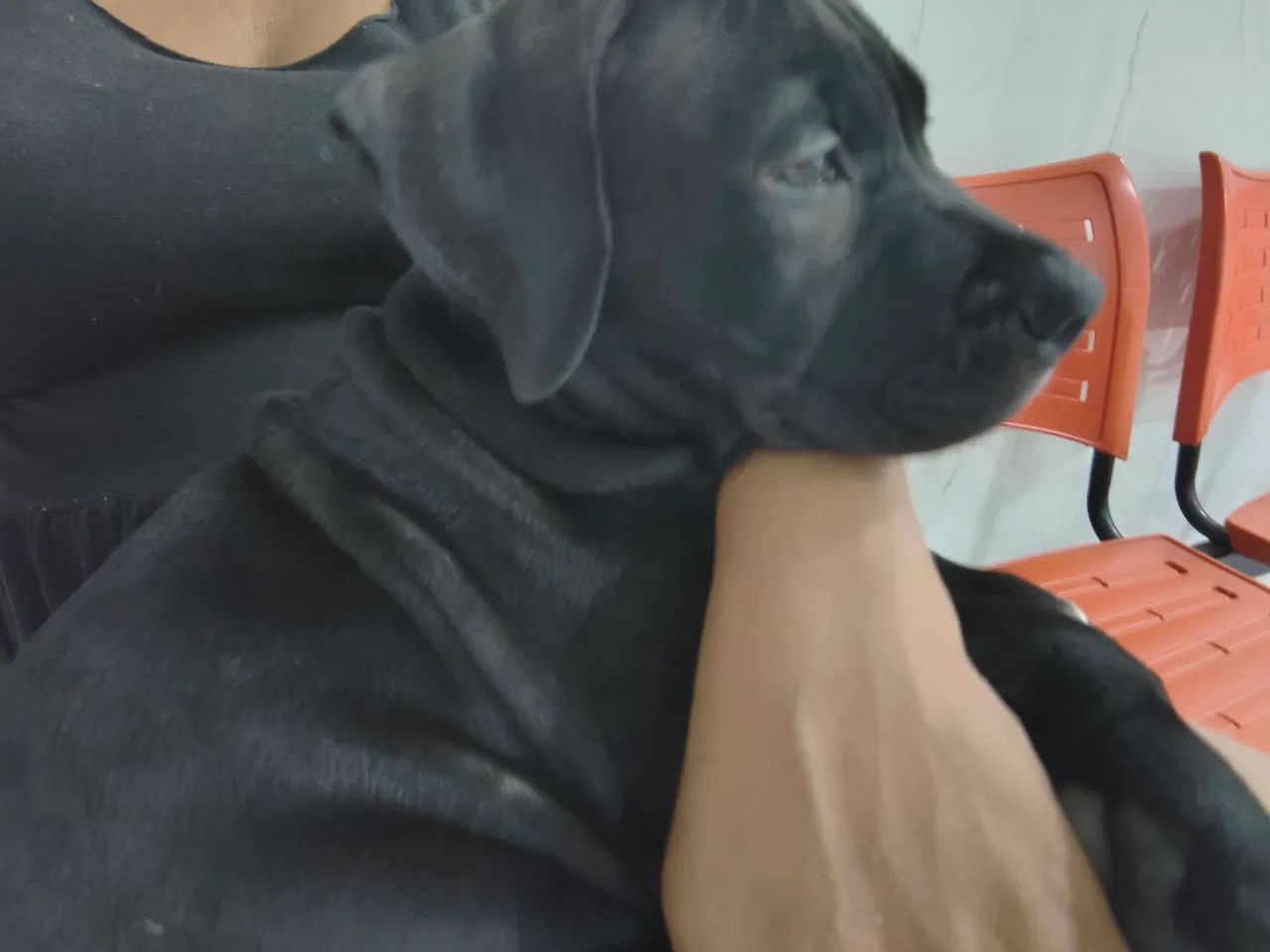 Pitbull  - Foto 2