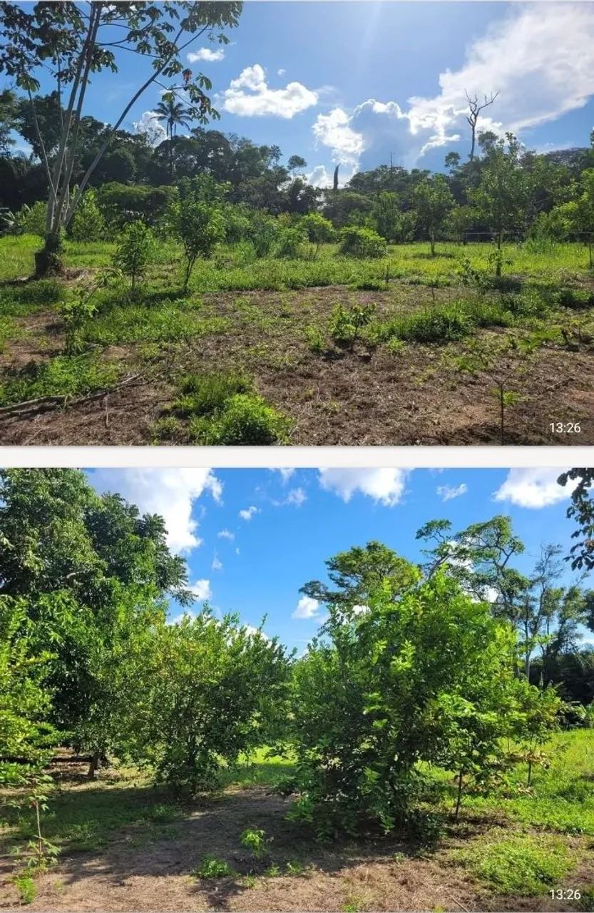 VENDE-SE SÍTIO NA VIC. 1 DO APIAÚ - MUCAJAI  - Foto 2