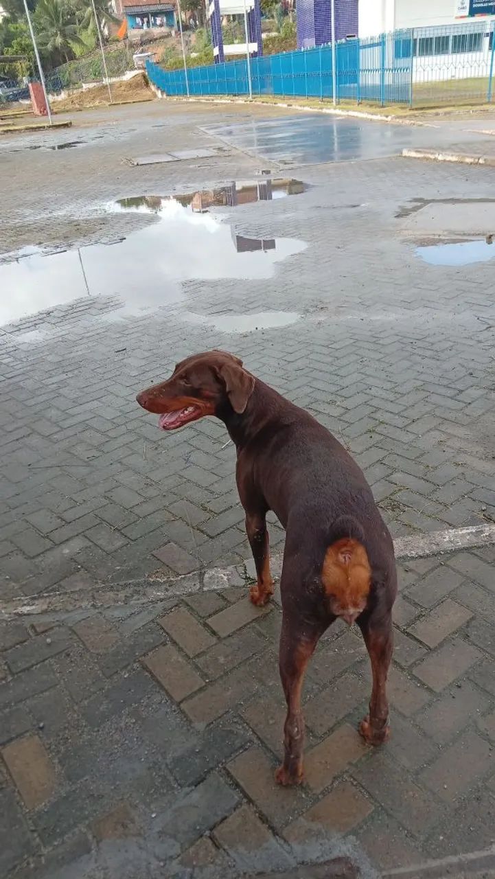 Animal