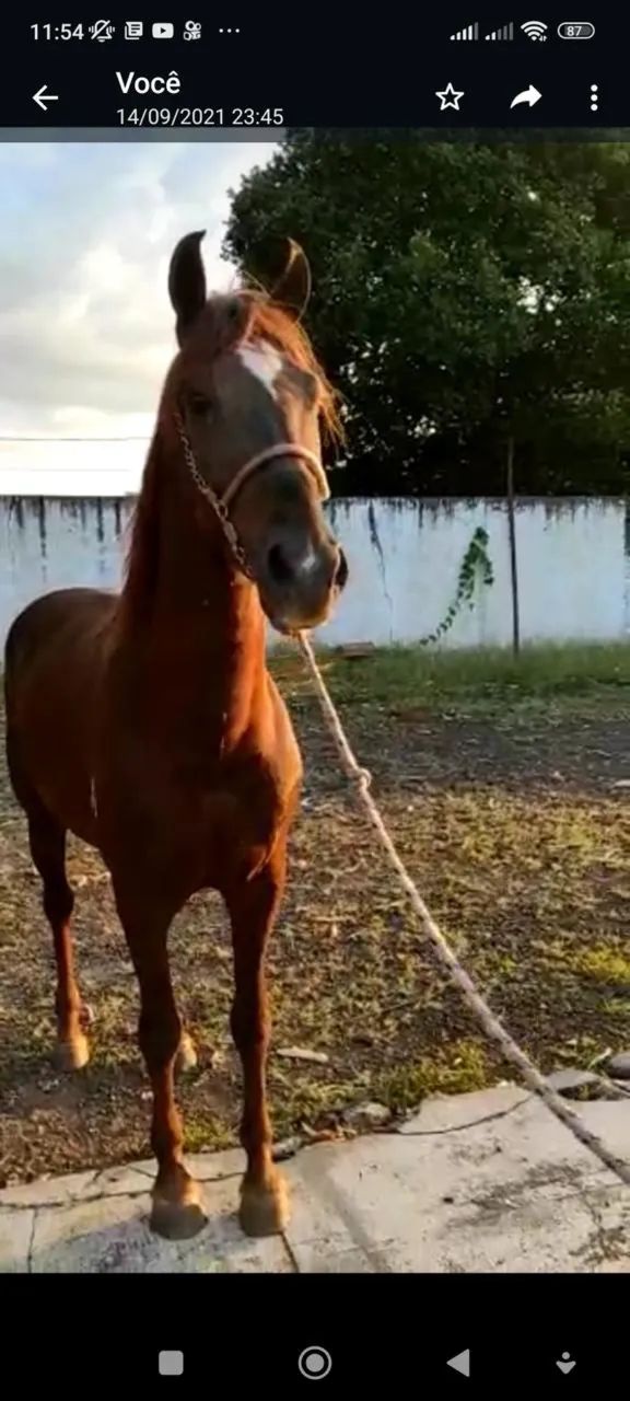 Vendo égua mangalarga machador linhagem tigrao café preço por oportunidade  - Foto 3