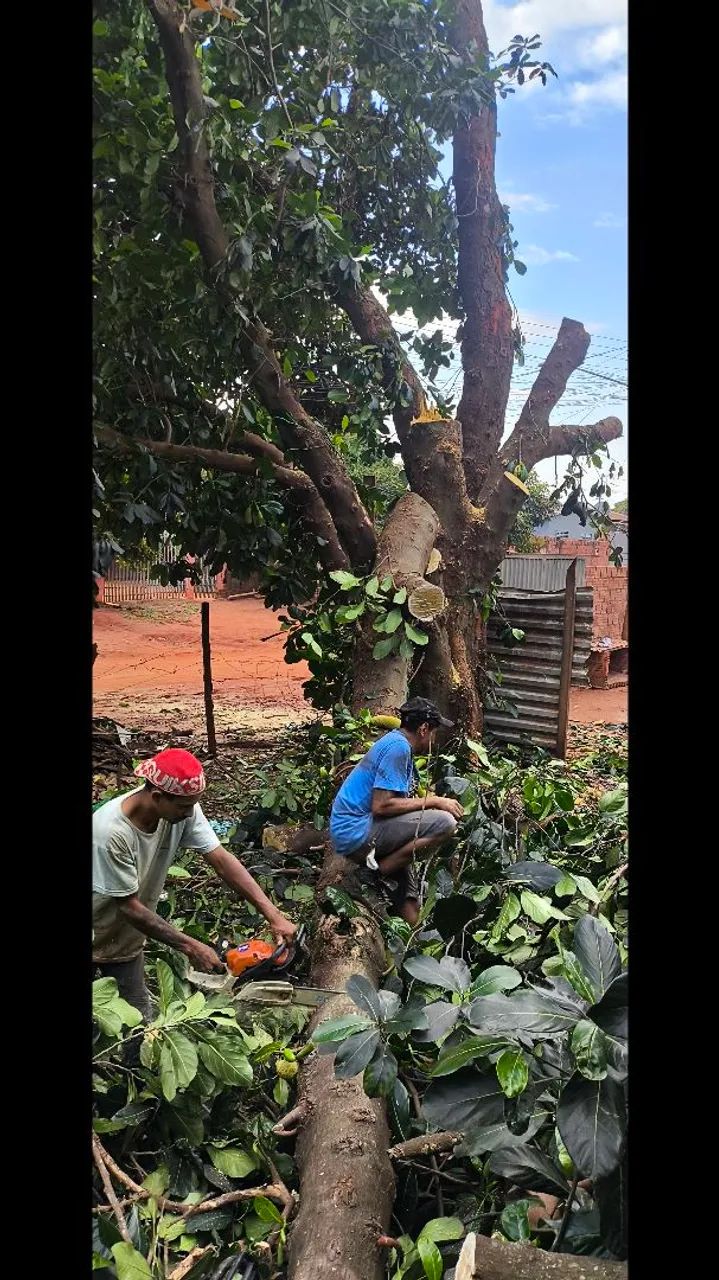 Limpeza de terreno,podas e cortês de árvore. - Foto 4