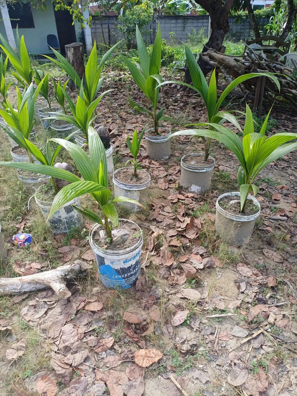 Vende se pe de coco anão  - Foto 3