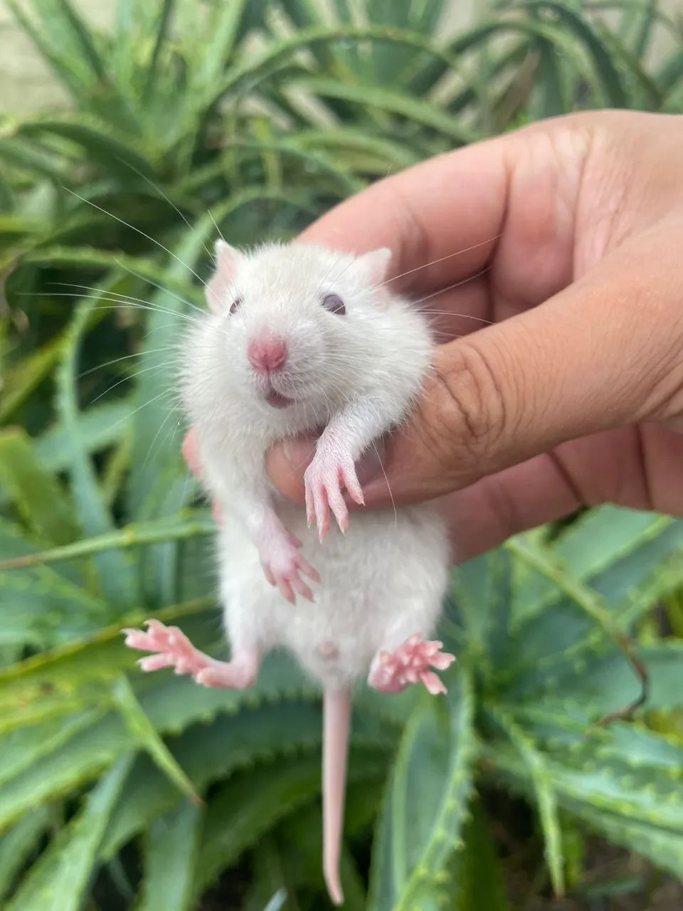 Ratos Twister  - Foto 6