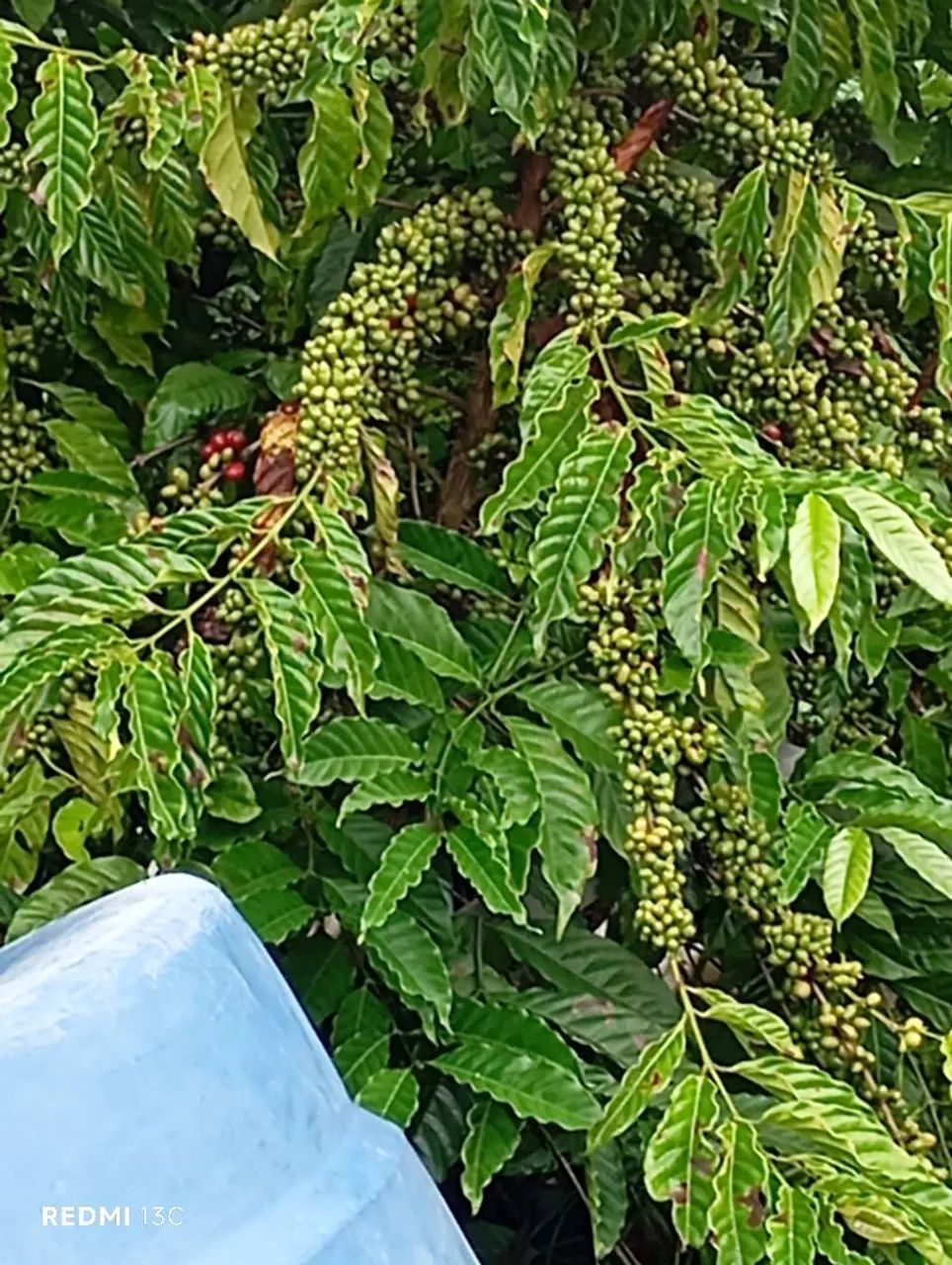 Foto - Aracruz - Nova Colatina