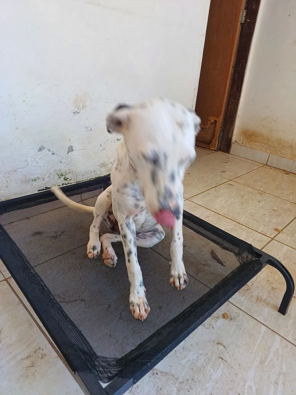 ADOÇÃO RESPONSÁVEL  - Foto 2