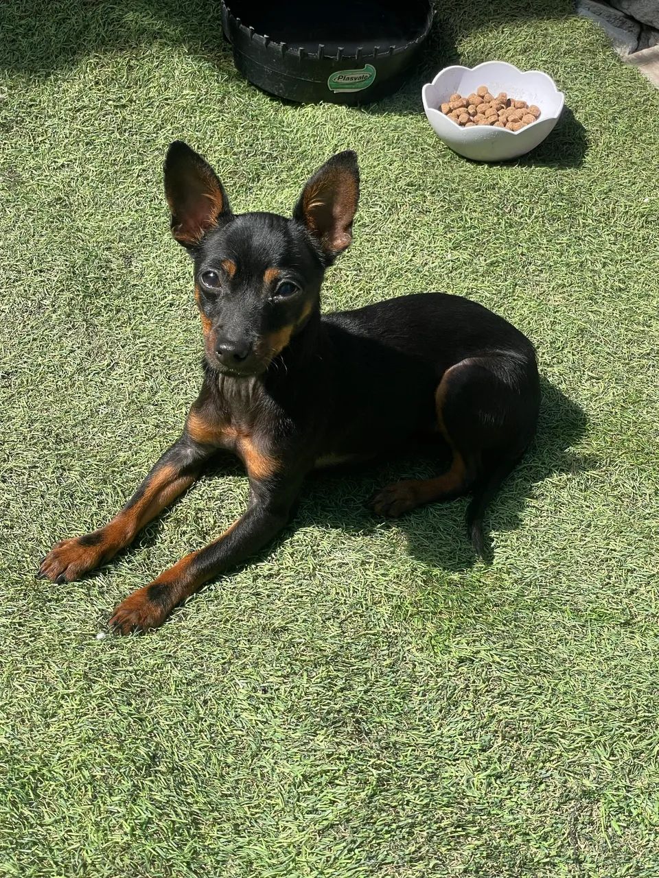 Pinscher n1  - Foto 2