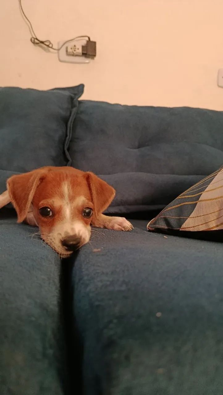 ADOÇÃO FILHOTE  - Foto 4
