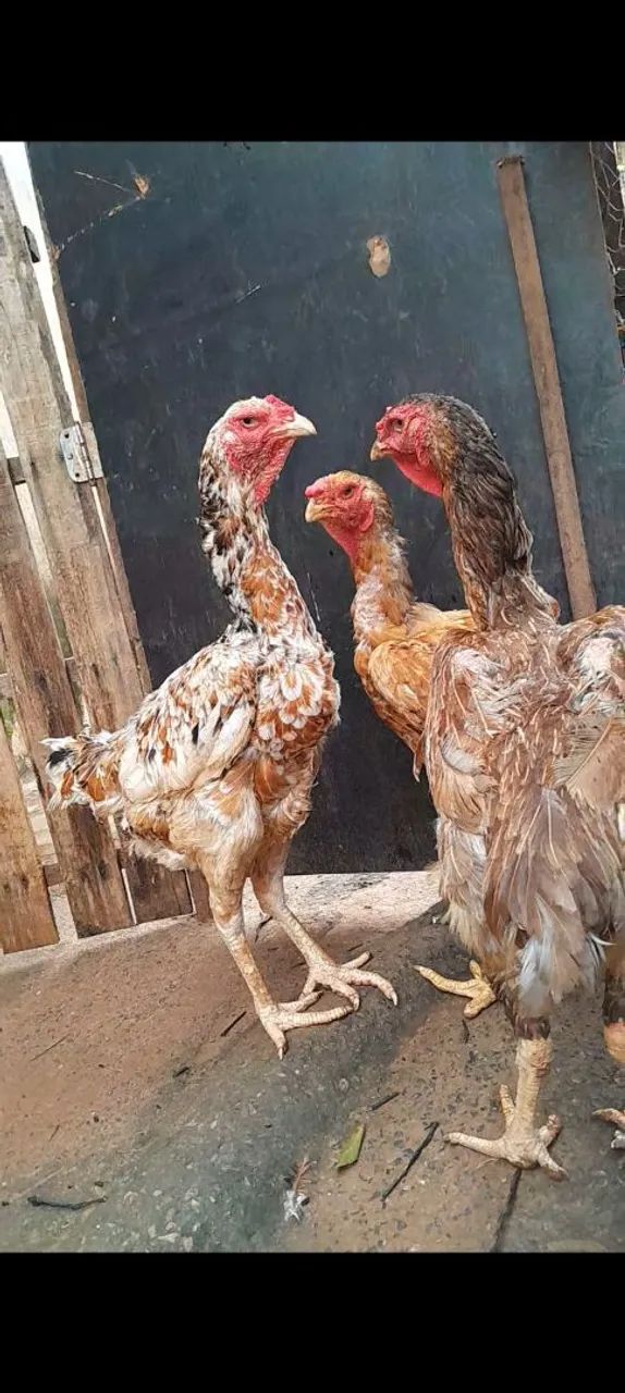 Vendo ou troco índio gigante 