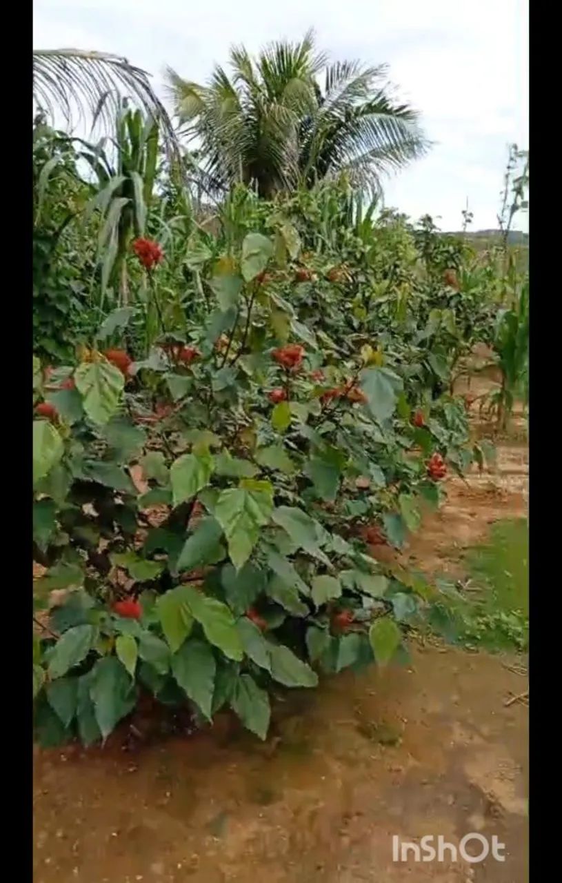 Sítio com grande área a venda  - Foto 4
